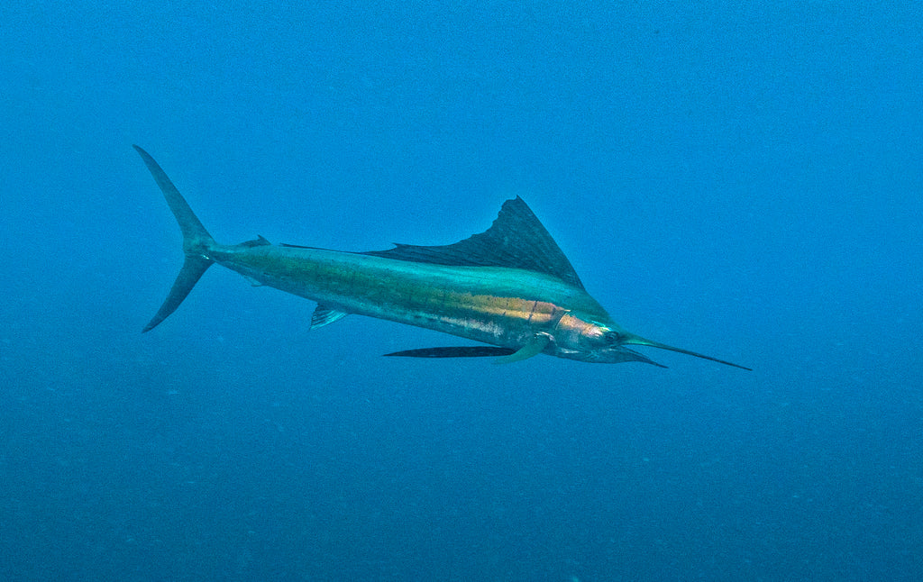 Flying & Diving Around West Papua