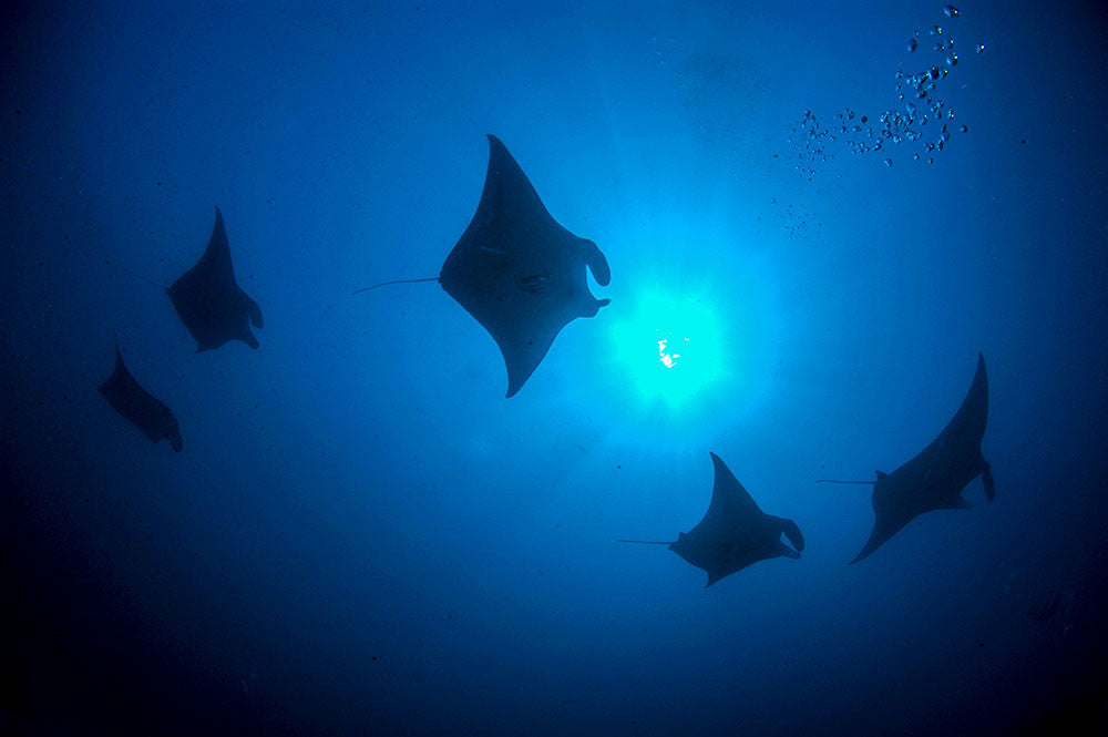 Manta Inspiration