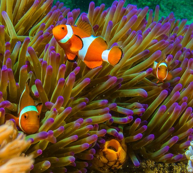 Purple-tipped Anemone Inspiration