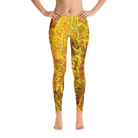 Ornate Ghost Pipefish and Crinoid Leggings