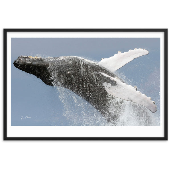 Breaching Humpback Whale by Photographer Tim Rock Framed, signature imprinted matte paper poster