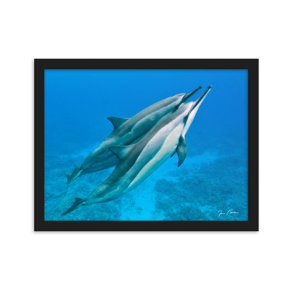 Kona Spinner Dolphins by Tim Rock Framed matte paper poster