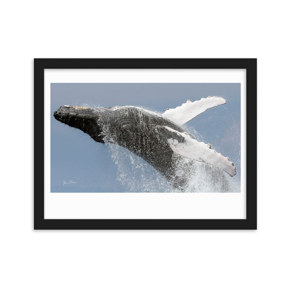 Breaching Humpback Whale by Photographer Tim Rock Framed, signature imprinted matte paper poster