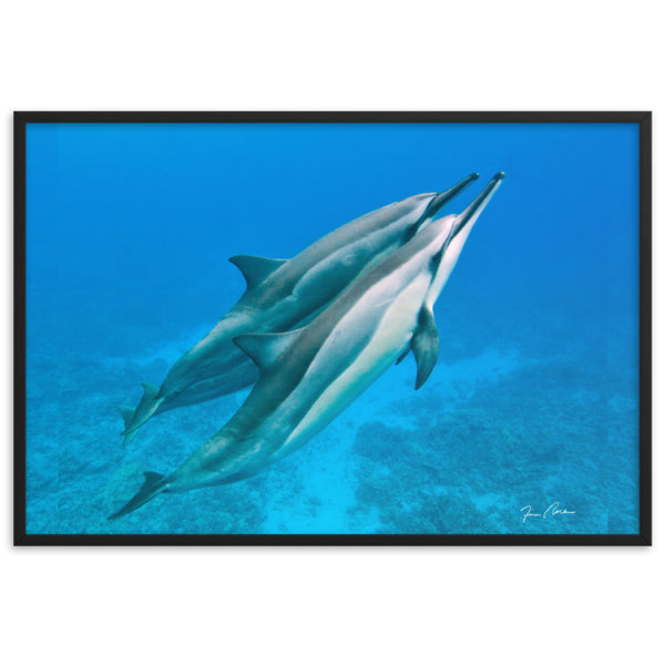 Kona Spinner Dolphins by Tim Rock Framed matte paper poster